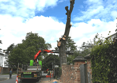 Dead Beech – Crane Assisted Removal