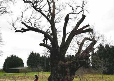 Veteran Oak Tree Management at Tewkesbury Park Golf Course